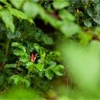 _DSC0129