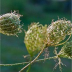 _DSC0005