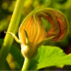squash