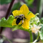 beew